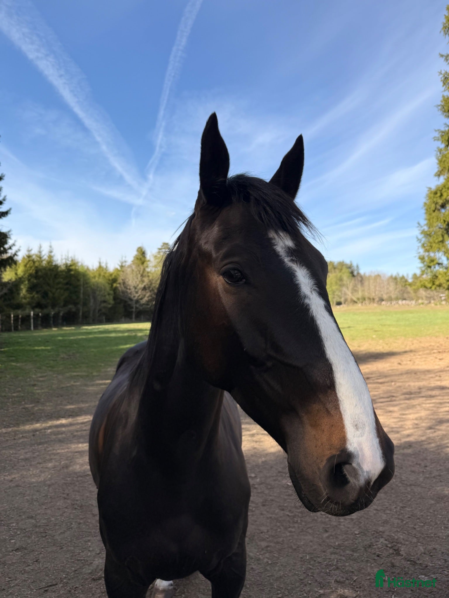  hästar 4-årig SWB Valack- Framtida tävlingshäst  - Annons 2
