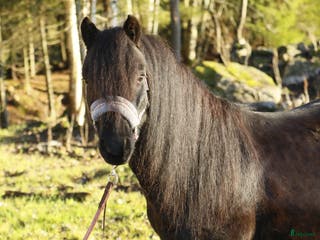 hästar En trygg B ponny i Umeå - Annons 21