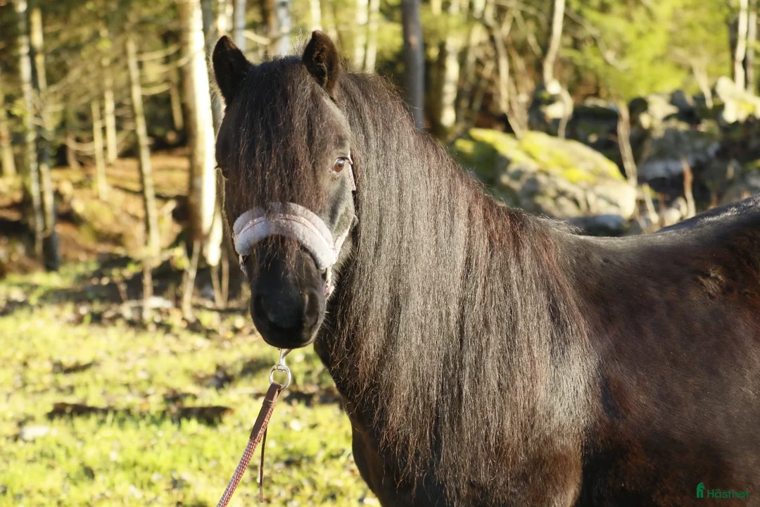 Allround hästar till salu: En trygg B ponny i Umeå - Annons 1