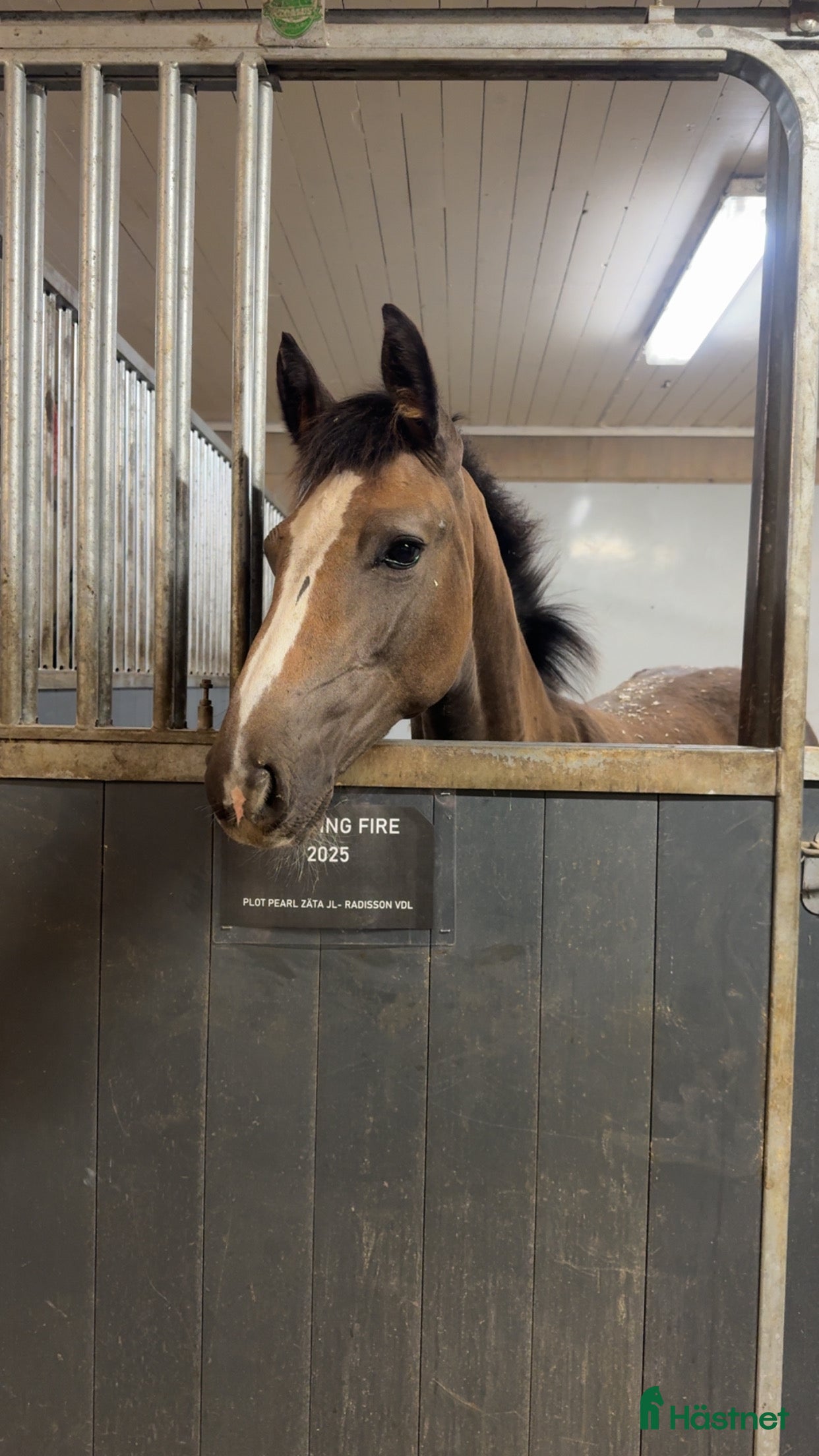  hästar Stoföl efter Plot Pearl Zäta JL i Svensbyn - Annons 5