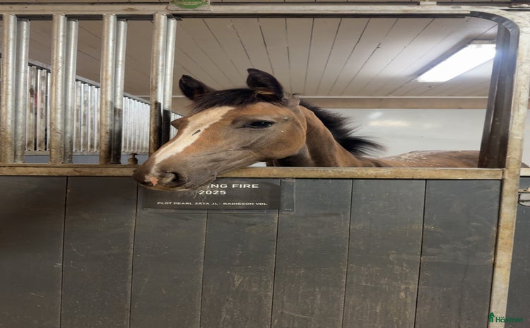  hästar Stoföl efter Plot Pearl Zäta JL i Svensbyn - Annons 2