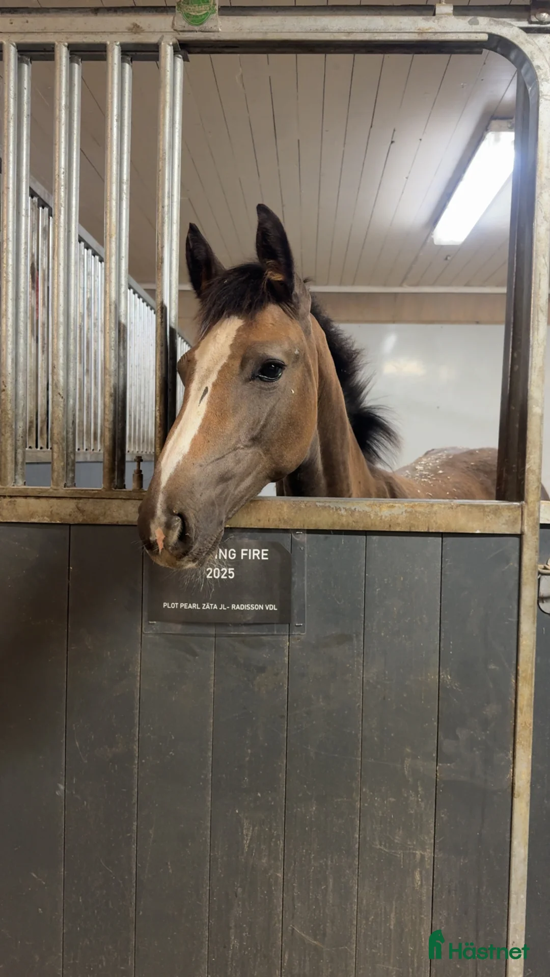 Hoppning hästar till salu: Lovande stoföl e.Plot Pearl Zäta JL - Annons 2