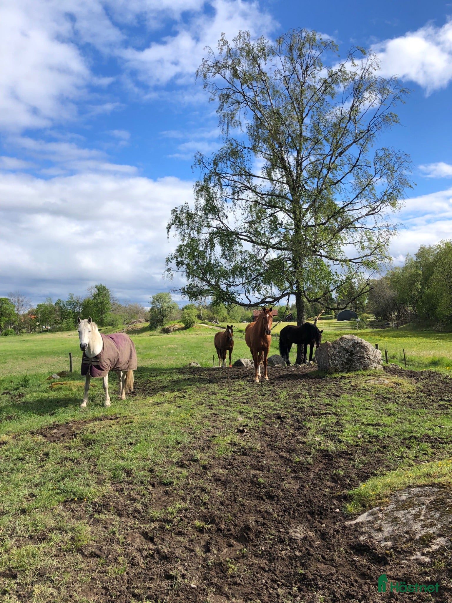  stallplats Stallplats i kollektiv utanför Knivsta - Annons 18