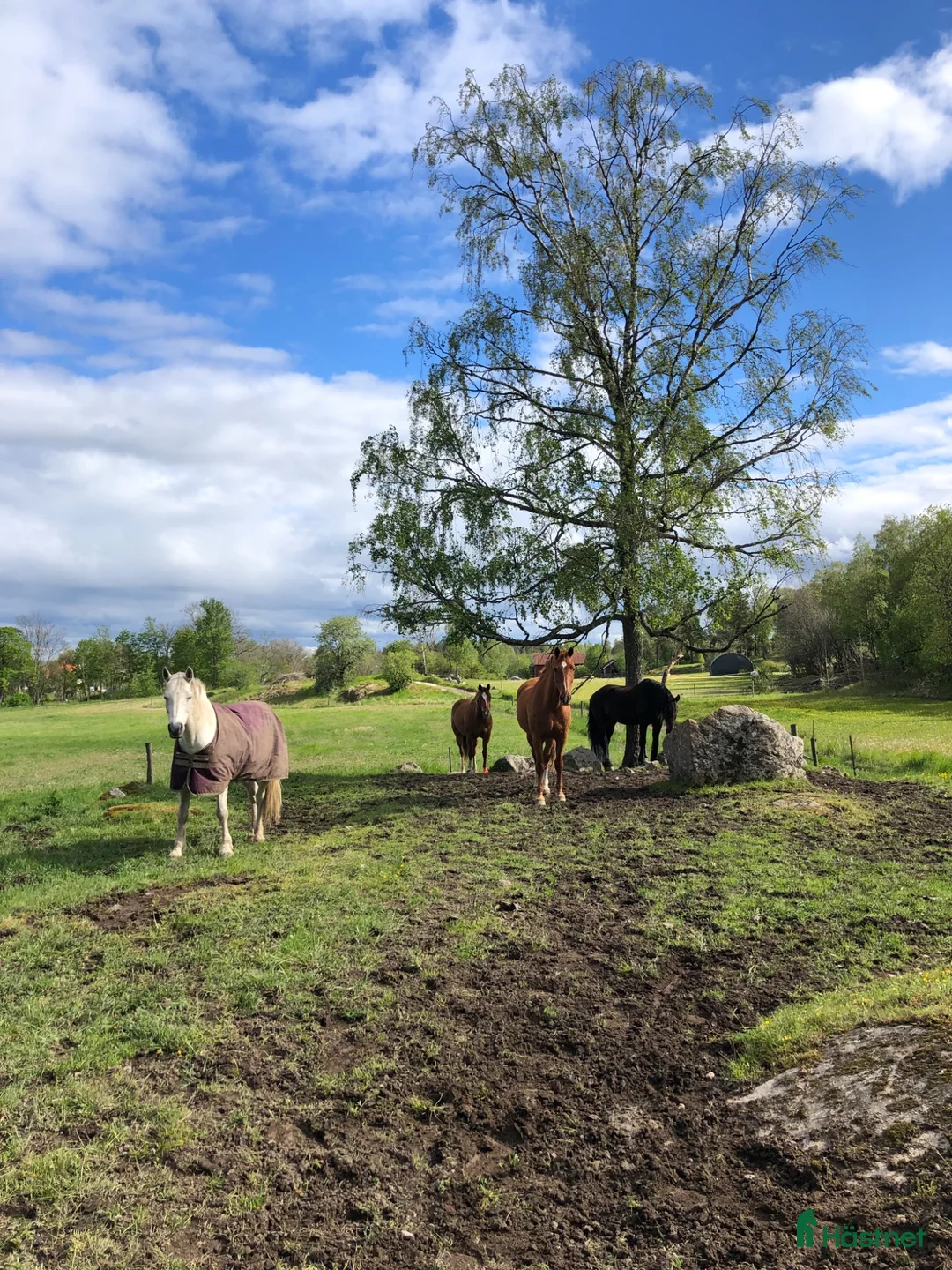  stallplats finnes: Stallplats i kollektiv utanför Knivsta i Knivsta - Annons 1
