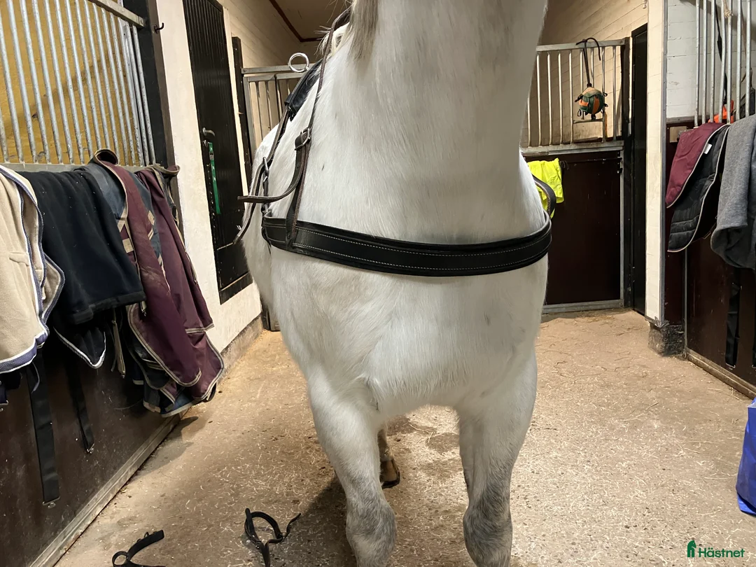 Körselar körning till salu: Bröstsele stl full i Vintrosa - Annons 3