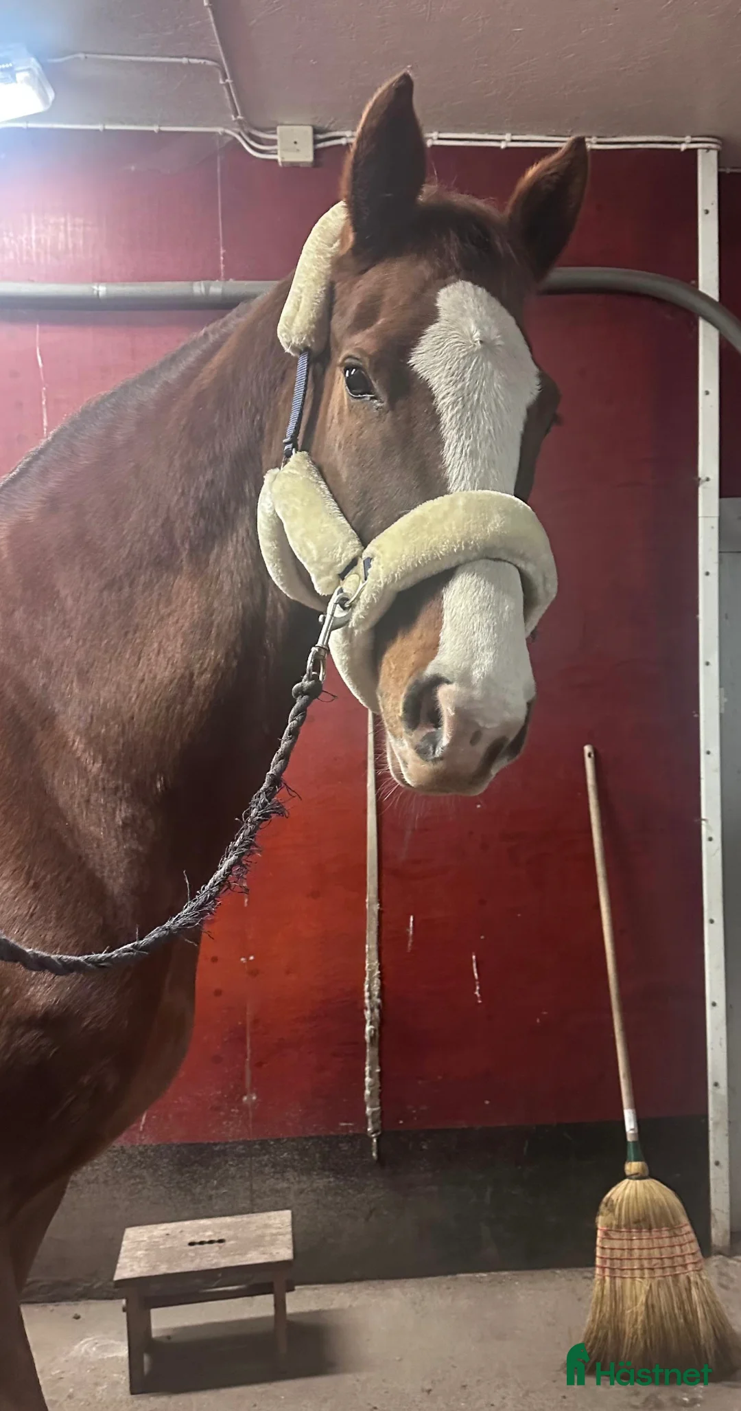 Avelshästar hästar till salu: Förstklassigt avelsto och ridhäst ⭐️⭐️⭐️ - Annons 2