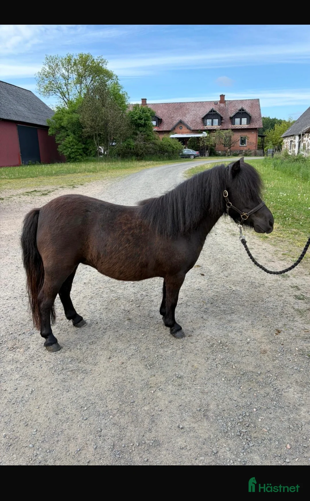 Allround hästar till salu: Snäll shettis  - Annons 1