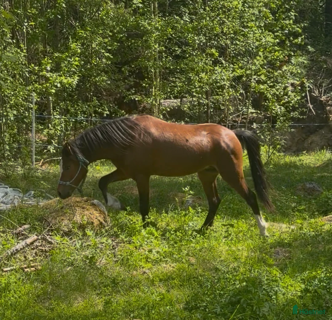 Allround hästar till salu: Flott B-ponny för dressyr/hopp - Annons 2