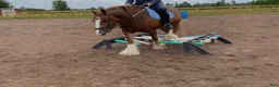 Allround hästar till salu: Trygg cob kille - Annons 6