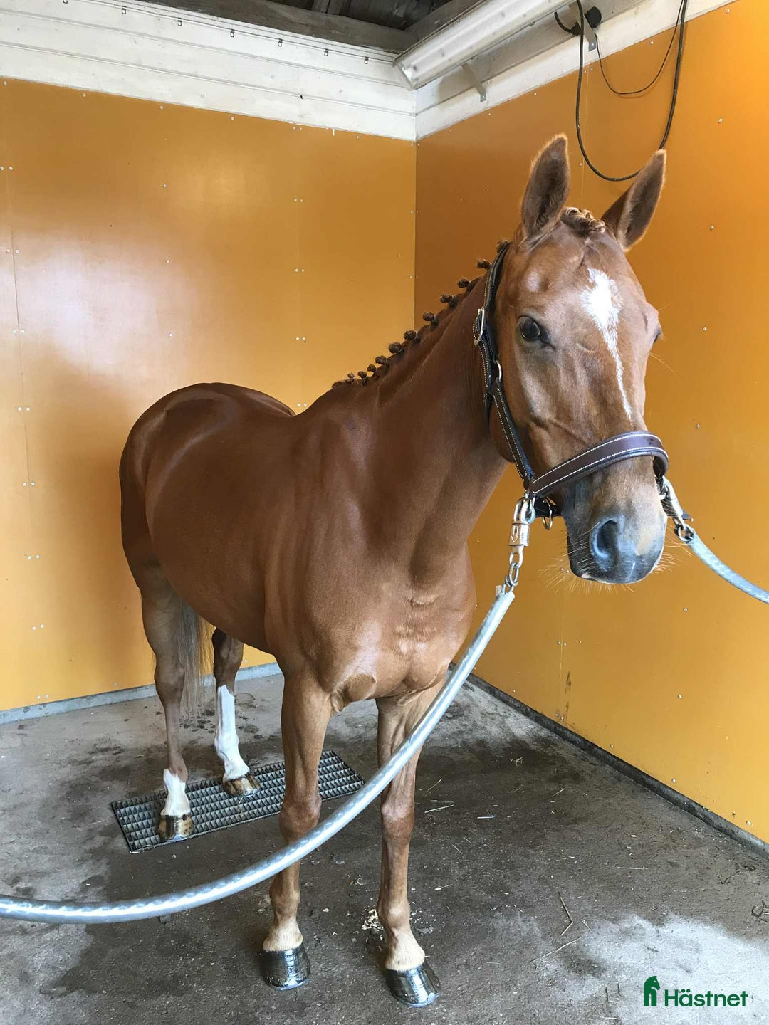 Allround hästar till salu: UTVECKLINGSBAR D-PONNY i Vintrosa - Annons 13