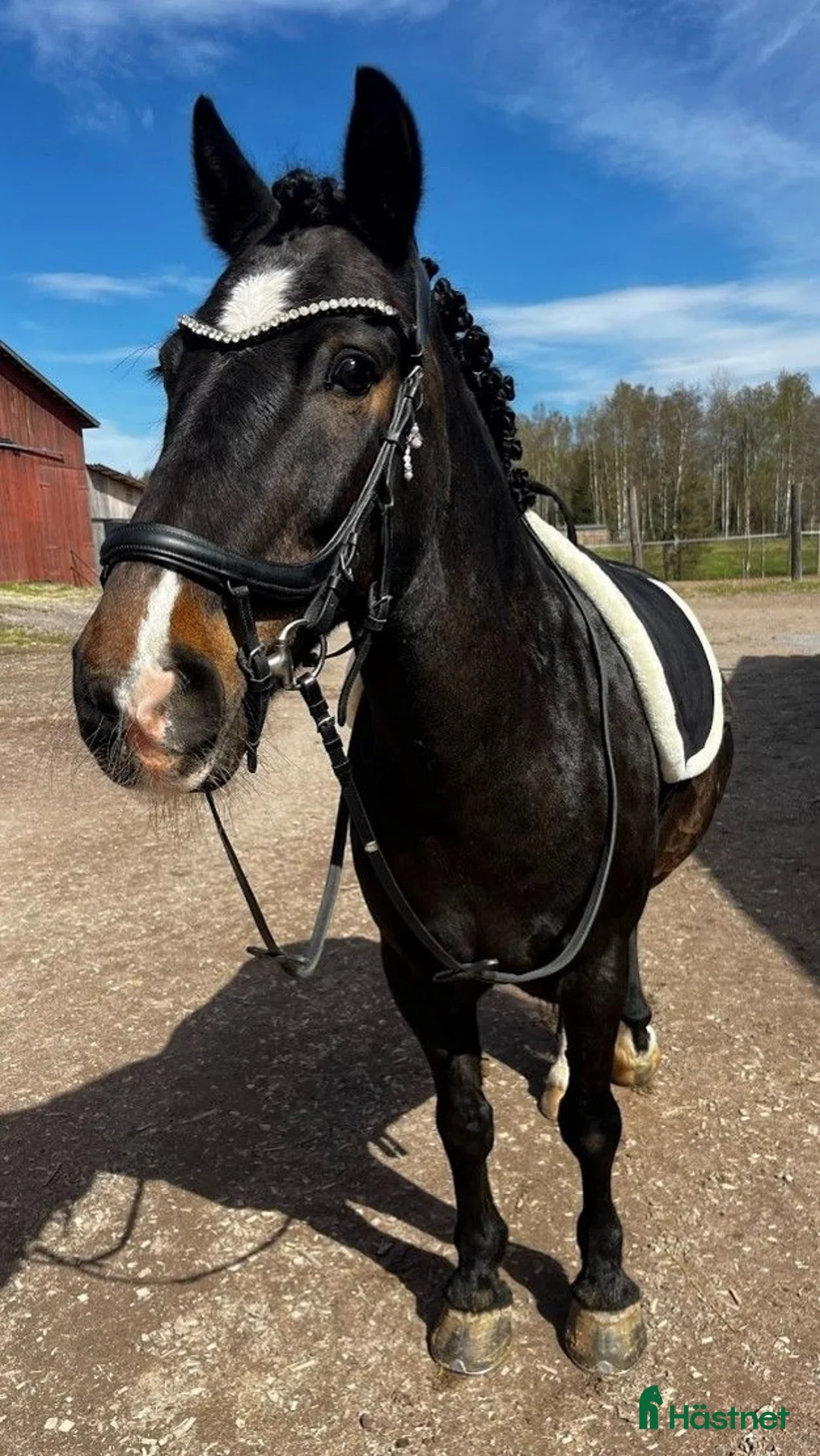 Övrigt hästar till salu: kärleksfullt hem sökes. - Annons 2