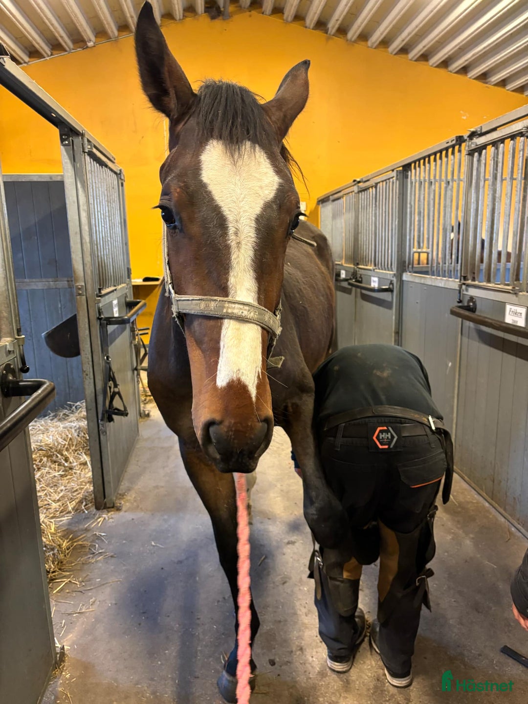 Allround hästar till salu: Hoppstammad 2 åring i Örebro - Bild 4