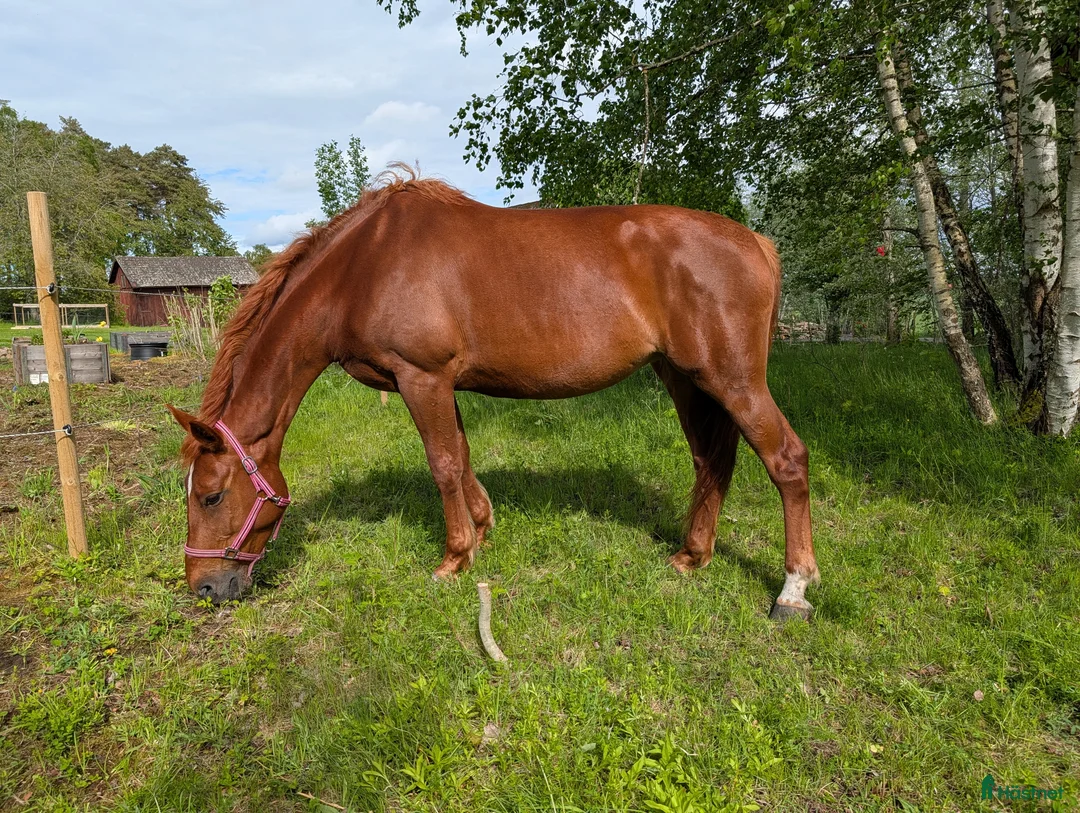Hoppning hästar till salu: Avelsto 7 år ee. Cardento  - Annons 2