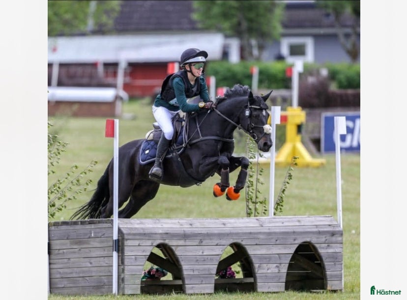  hästar En känslig och vacker c-ponny med mkt kapacitet i Sköllersta - Annons 13