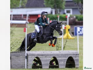 hästar En känslig och vacker c-ponny med mkt kapacitet i Sköllersta - Annons 6