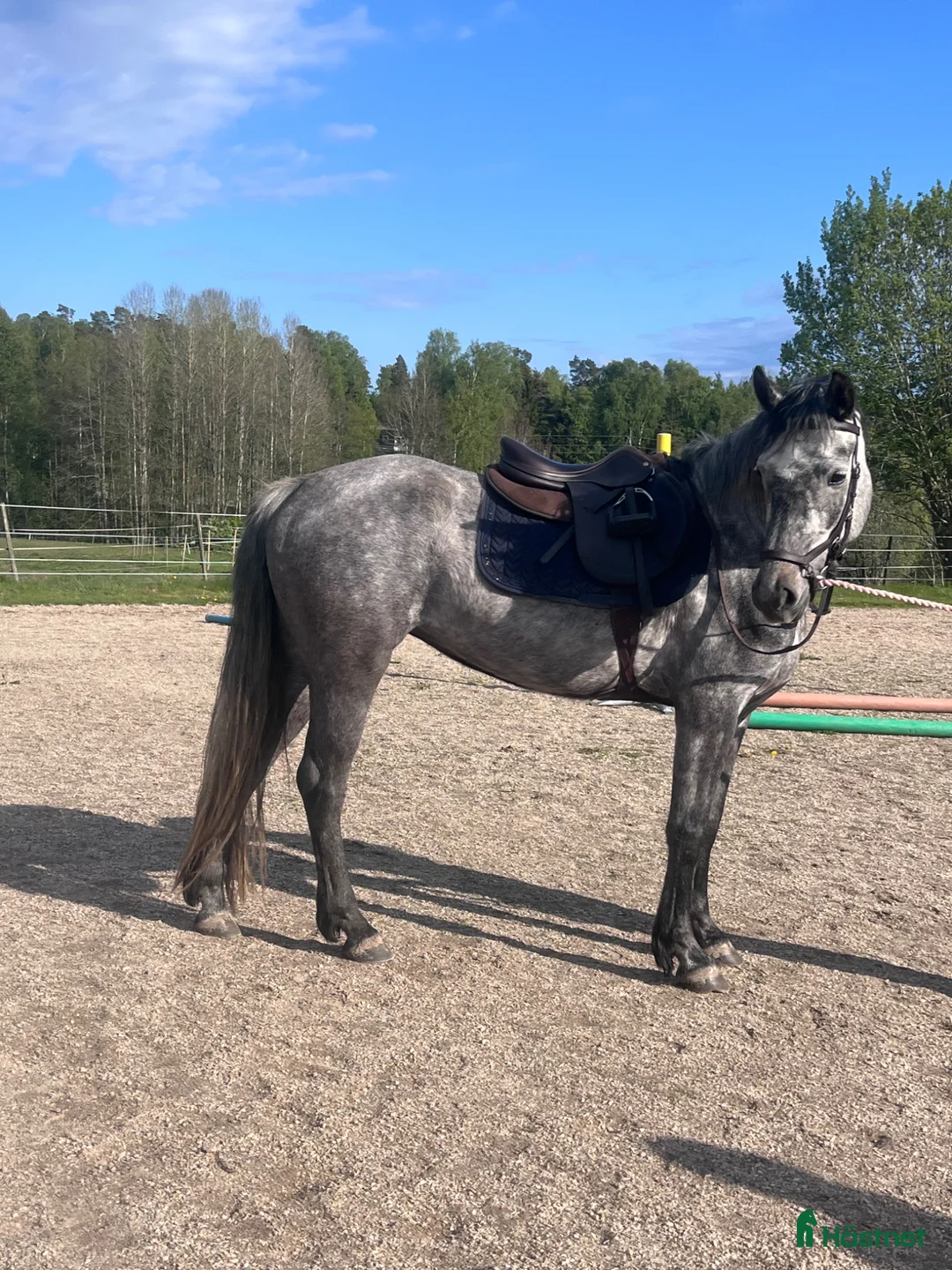 Allround hästar till salu: Svenskfödd Connemara -21  - Annons 2