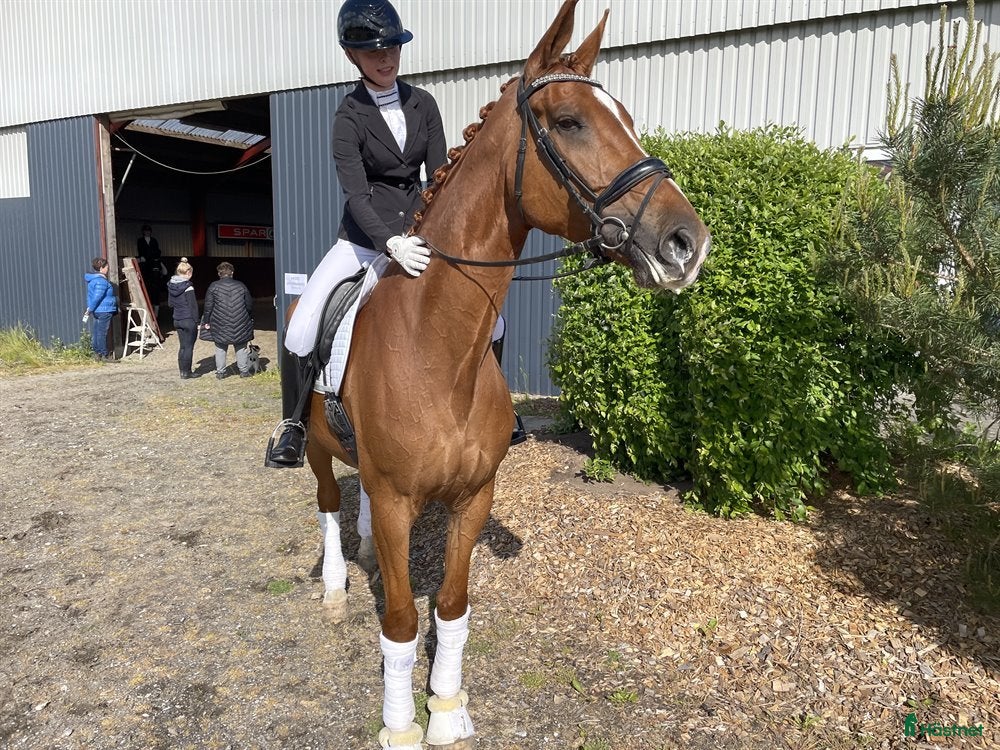  hästar Harmonisk häst med bra ridbarhet - Annons 22