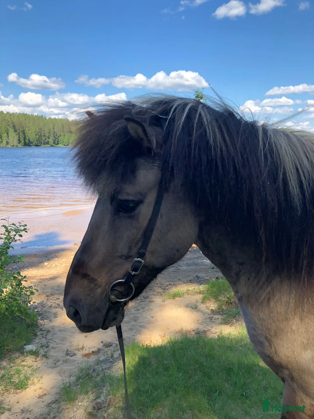 Island hästar till salu: Trygg välutbildad 🌟✨valack  - Annons 1