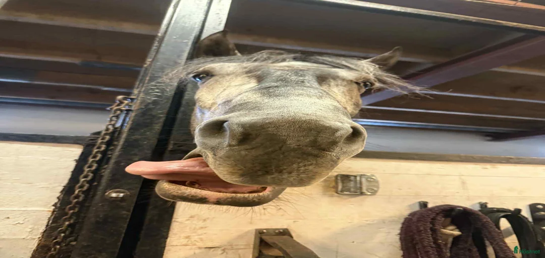 Galleribild {{count}}