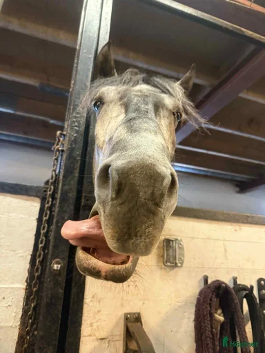 Galleribild {{count}}