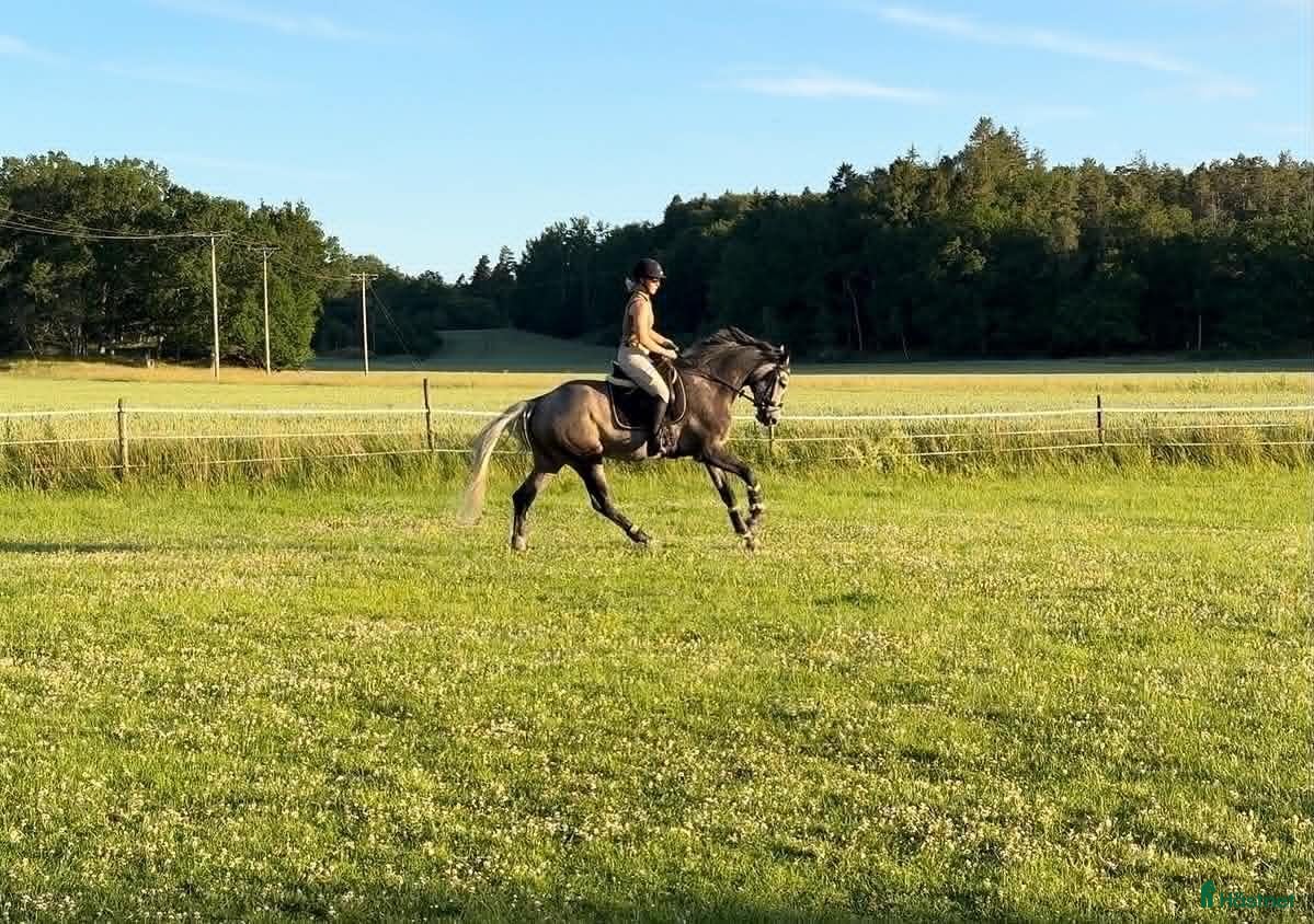  hästar 5 årig dubbeltalang - Annons 1