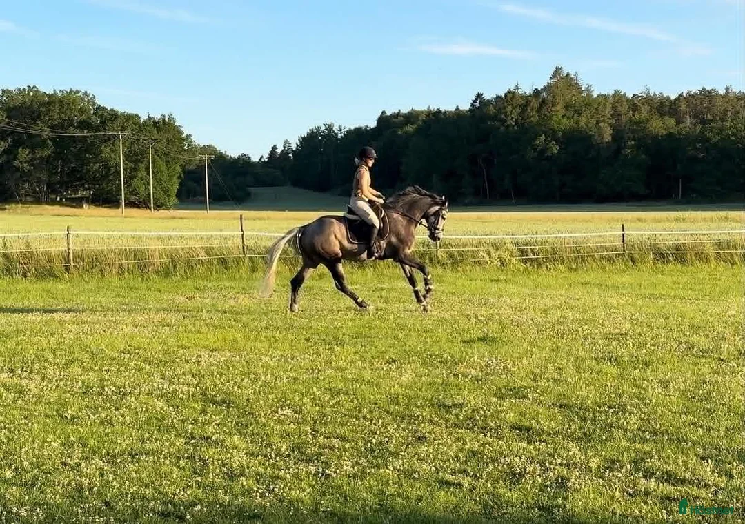 Allround hästar till salu: 5 årig dubbeltalang - Annons 1