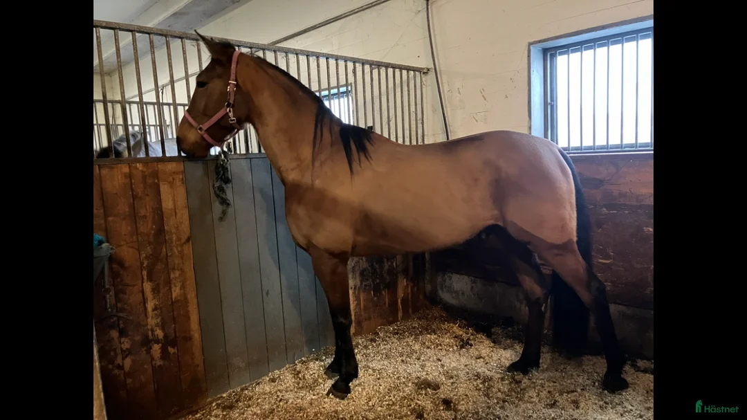 Allround hästar till salu: En riktig bästa vän  i Skara - Annons 3