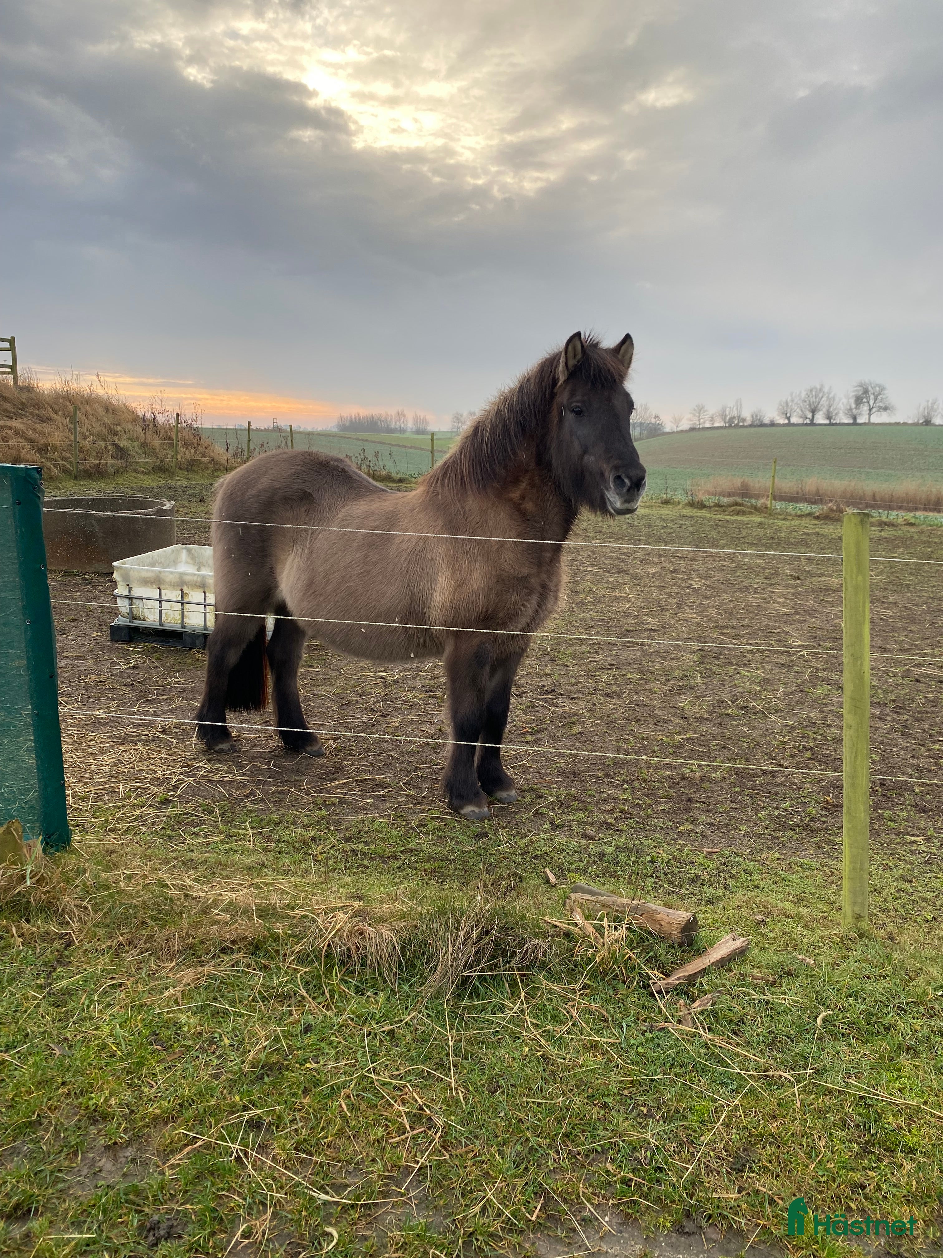 hästar Ofeig från Stenholmen-00 i Billeberga - Annons 3