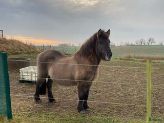 hästar Ofeig från Stenholmen-00 i Billeberga - Annons 2