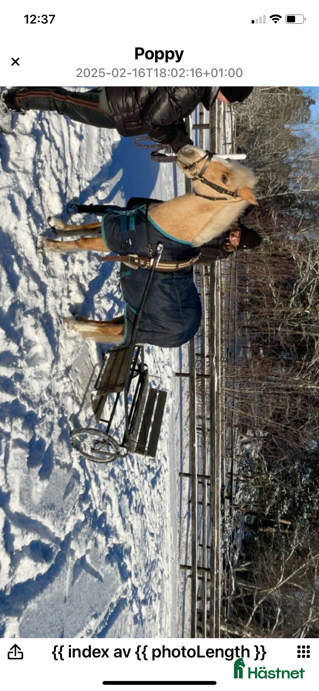 Körvagnar körning till salu: Ponny rockard i Täby - Annons 3