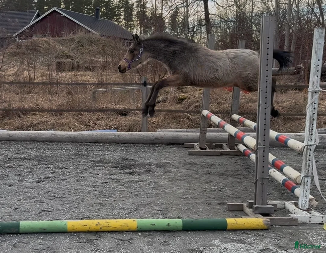 Allround hästar till salu: Charmig tjej  - Annons 5