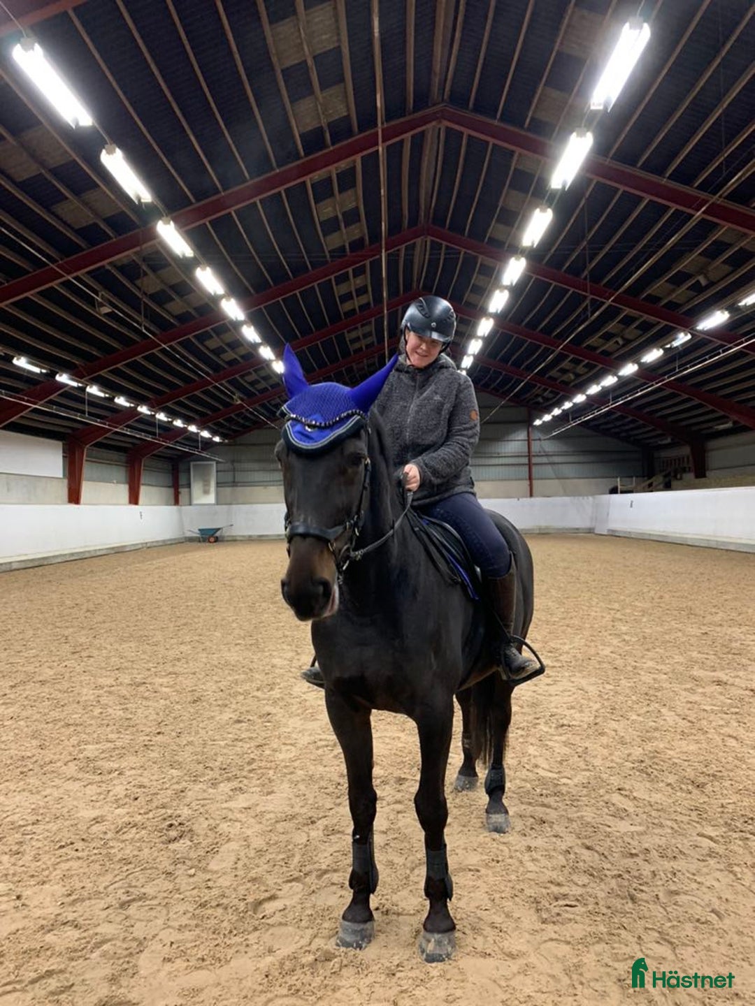 Allround hästar sökes: Foderhäst sökes i Vikbolandet - Annons 6