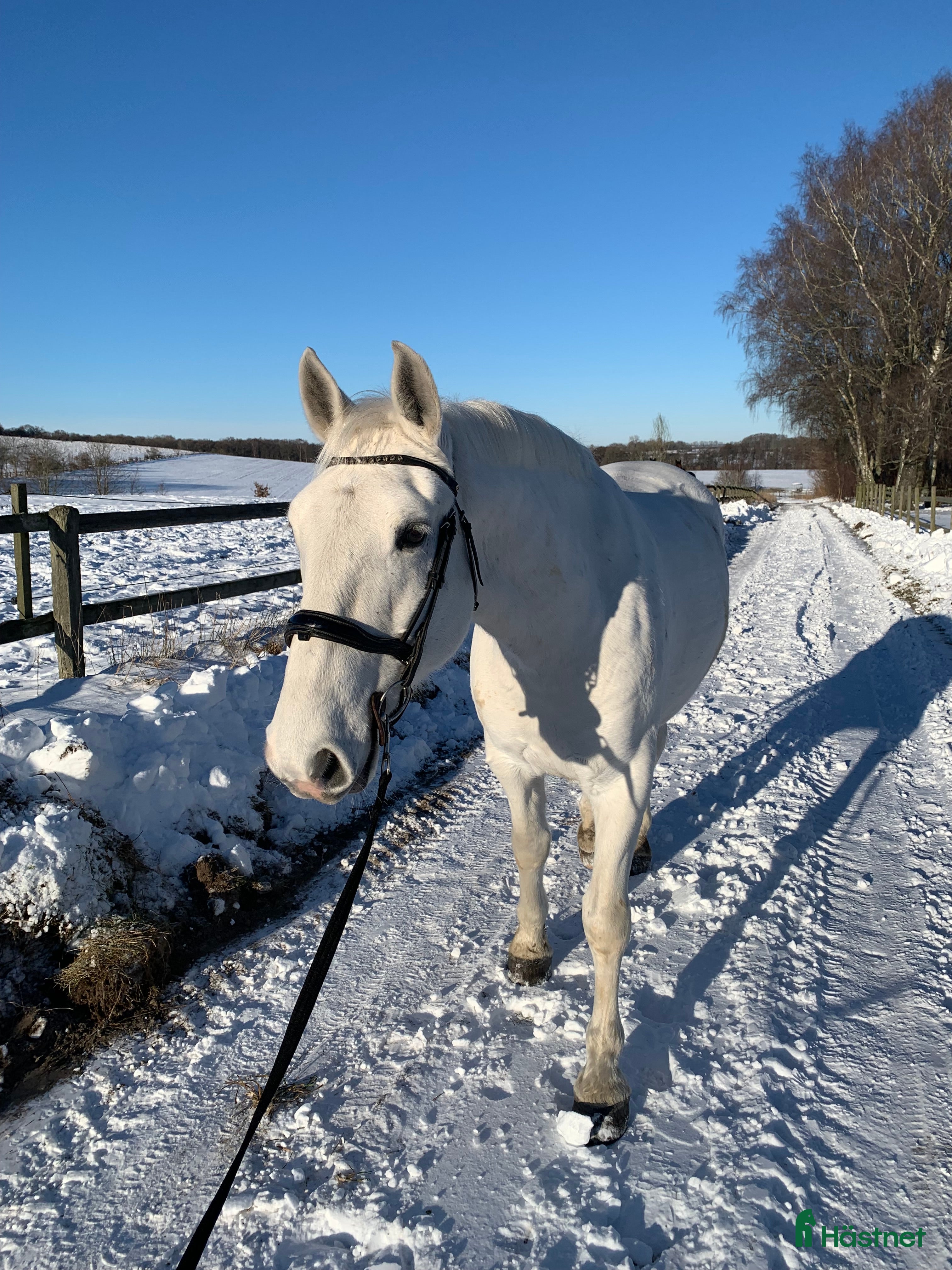  medryttarhäst finnes: Medryttare till lipizzaner  i Torna-hällestad - Annons 7