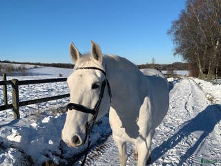 medryttarhäst finnes: Medryttare till lipizzaner i Torna-hällestad - Annons 1