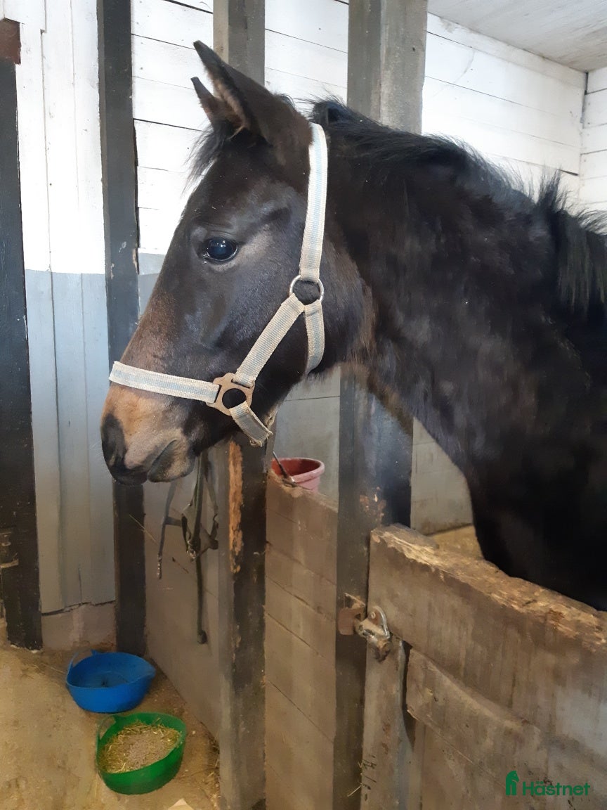  hästar Välstamnad hopphingst - Annons 1