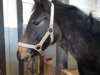 hästar Välstamnad hopphingst - Annons 1