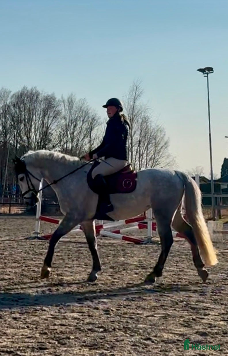  hästar Connemara sto, maxad D ponny i Kungsbacka - Annons 1