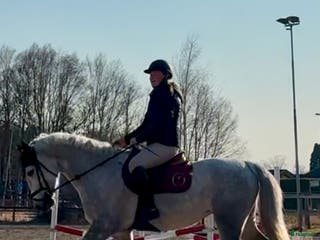 hästar Connemara sto, maxad D ponny i Kungsbacka - Annons 9