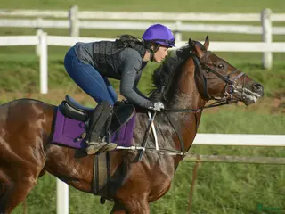 hästjobb finnes: Experienced groom able to galopp i Stockholm - Annons 4