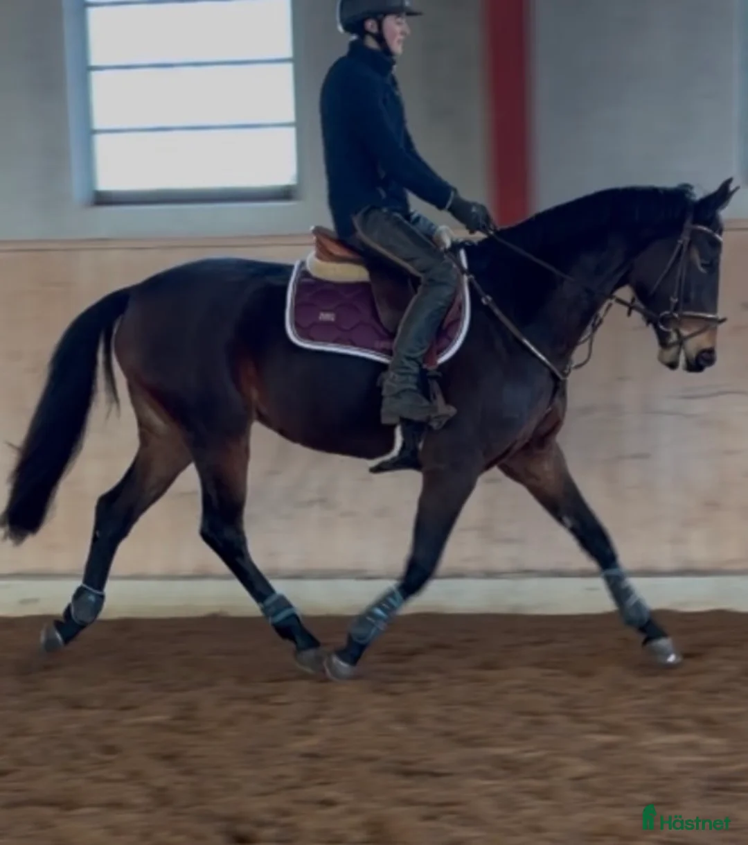 Allround hästar till salu: Allround sto  - Annons 2