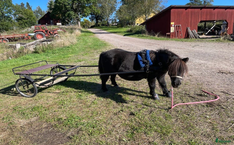 Körsulkys körning till salu i Åmål - Annons 5