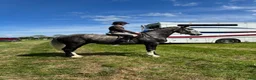 Allround hästar till salu: Irish Draught gelding 168cm - Annons 3