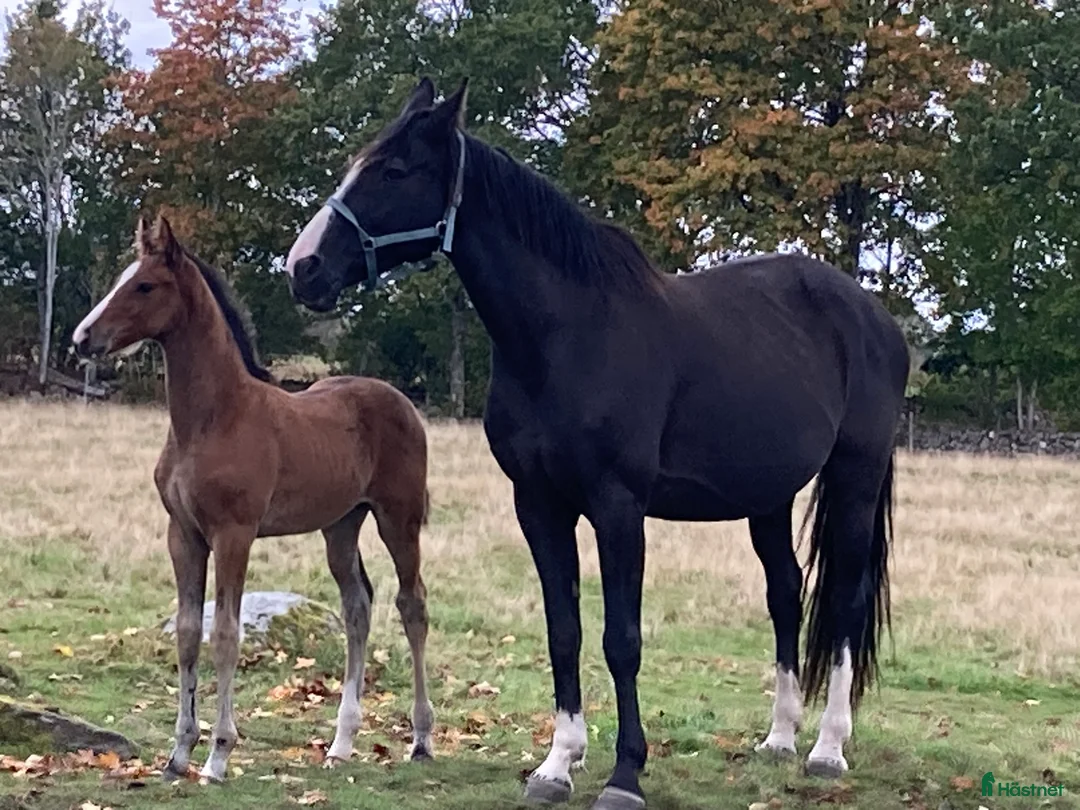 Hoppning hästar till salu: Toppstammade föl - Annons 2