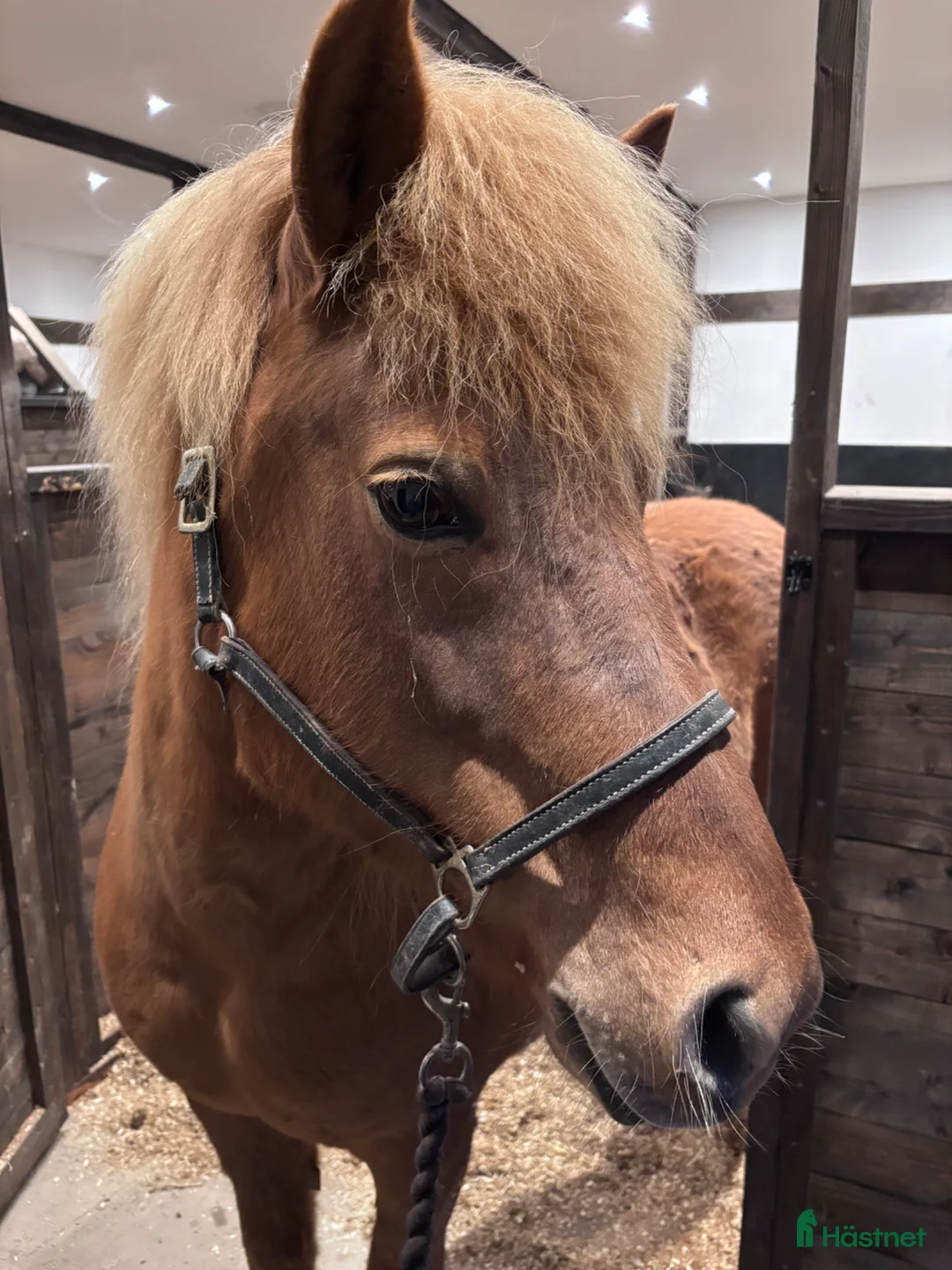 Sällskap hästar till salu: Sällskap/ avel - Annons 3