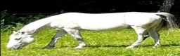 Allround hästar till salu: Lipizzanare D-ponny - Annons 2