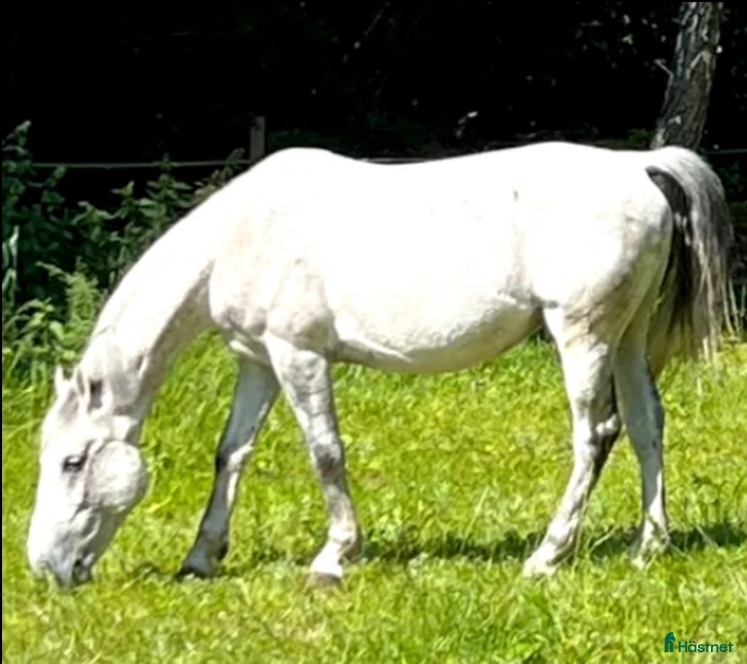 Allround hästar till salu: Lipizzanare D-ponny - Annons 2
