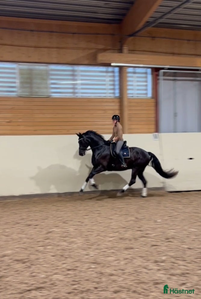  hästar Dark Diamond  i Strömsholm - Annons 12