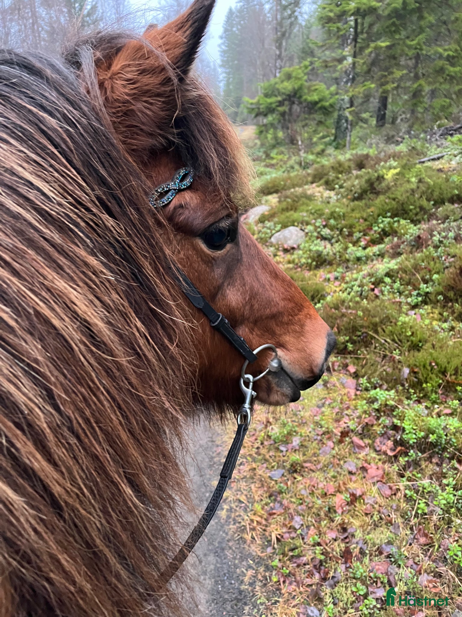  hästar Snäll hobbyhäst  - Annons 4