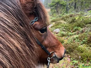 hästar Snäll hobbyhäst - Annons 4