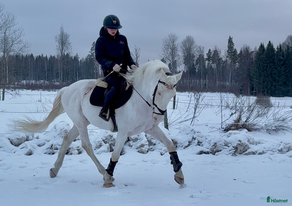  hästar Trevlig spansk valack  - Annons 13